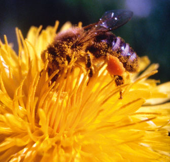 Honig – ein köstliches Naturprodukt entsteht.