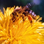Honig – ein köstliches Naturprodukt entsteht.